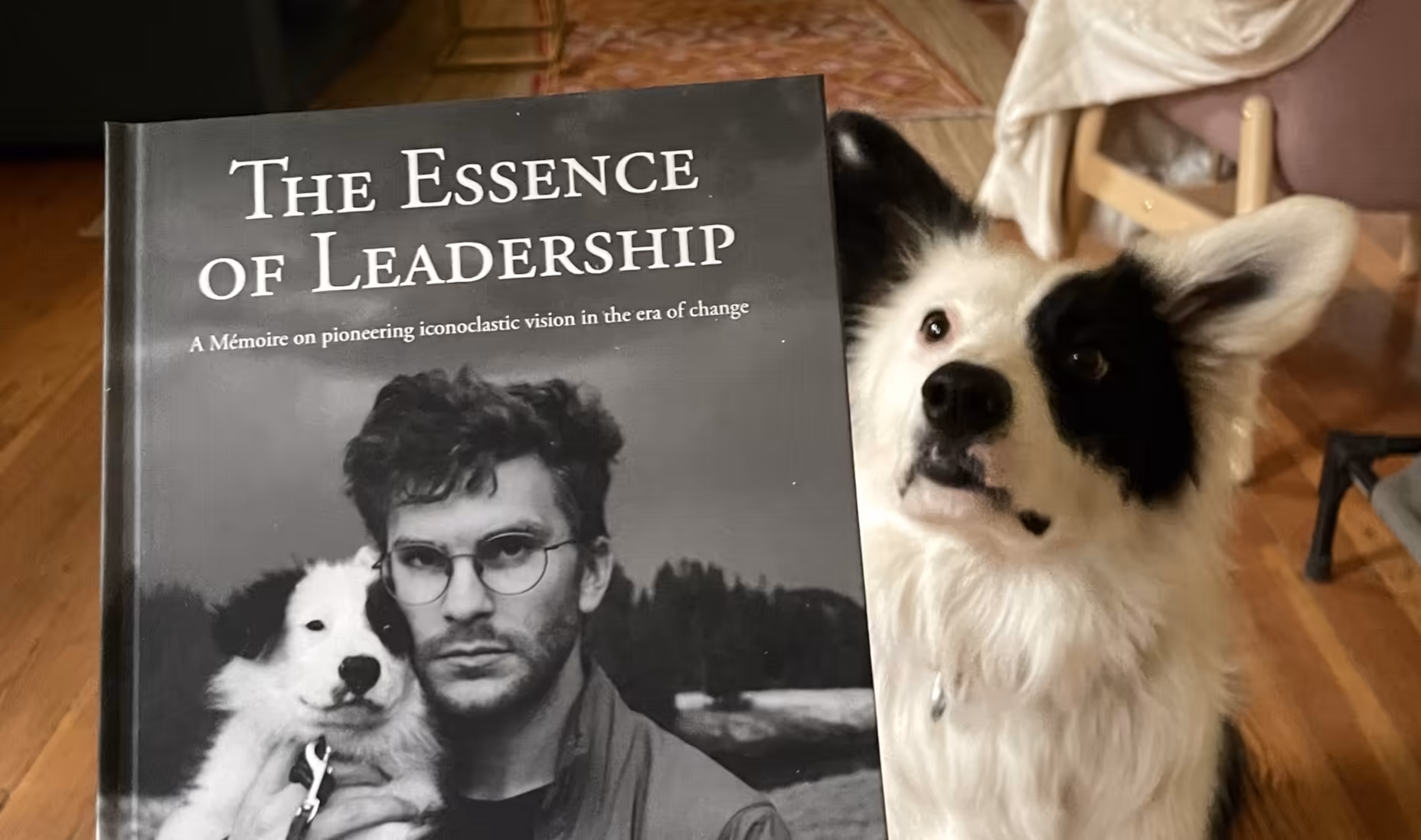 June, a border collie, looks on contemplatively at my attempt to harvest social clout from her likeness